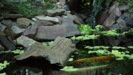 Time-lapsed-pan-across-pond-with-swirling-plants-and-dead-log,-and-koi-fish-streaking-through-water