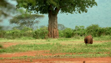 Vista-Trasera-De-Un-Rinoceronte-Negro-Oriental-En-El-Parque-Nacional-Tsavo-West,-Kenia,-áfrica