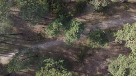 Drone-shot-following-path-from-above-through-forest
