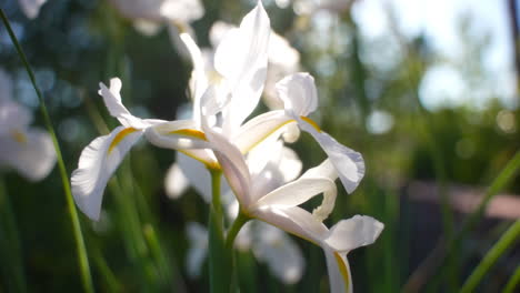 Close-Up-Single,-White-Glowing-Iris-Moves-Back-to-Reveal-Other-Irises