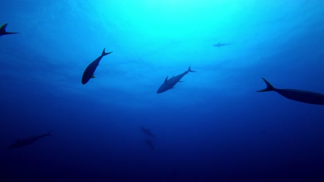 Dolphins-and-tunas-are-hunting-together-in-the-blue-ocean