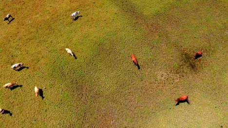 Kühe-Und-Pferde-Fressen-Gras-Auf-Der-Tonga-Weide