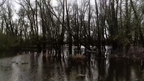 Side-drone-shot-of-trees-standing-and-laying-down-in-water-swamp