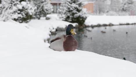 Close-up-of-a-duck-sitting-on-snow-next-to-a-lake-on-a-winter-day-in-St