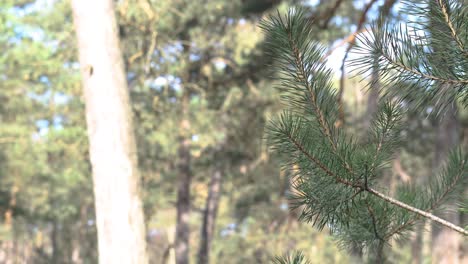 A-part-of-a-pine-tree-moving-with-the-wind