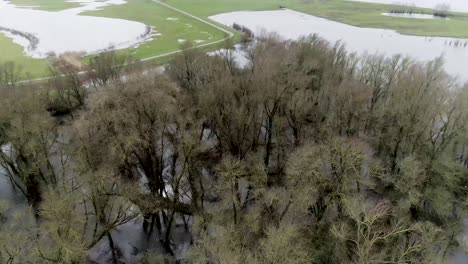 Aerial-drone-shot-of-trees-under-water-in-swamp-like-environment
