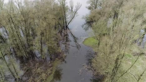 Aerial-drone-shot-of-swamp-with-fallen-down-trees-under-water