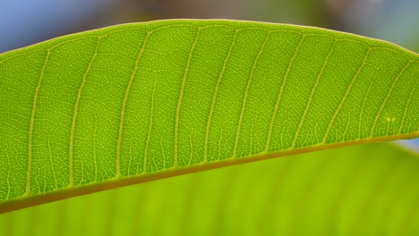 Close-up-of-Frangipani-leaf