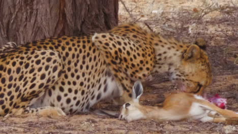 Ein-Hungriger-Afrikanischer-Gepard,-Der-Ein-Frisches-Springbockkalb-Frisst-Und-Sich-In-Botswana-Umschaut---Nahaufnahme