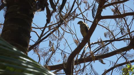 Fiji-Goshawk-perched-high-in-tree-searching-for-prey-on-tropical-sunny-day