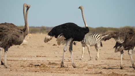 Slow-motion,-group-of-ostriches-walking-with-muddy-feet