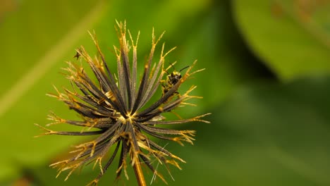 Furrow-bee-pollinating-a-Blackjack-plant-then-flies-away