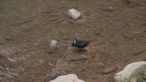 Wild-duck-at-the-Wissahickon-Creek