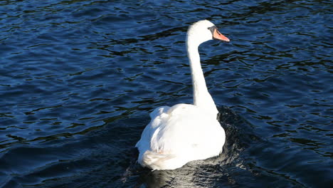 Un-Hermoso-Cisne-Blanco-Nadando-Y-Flotando-En-El-Agua-De-La-Costa-Noruega-En-Arendal,-Noruega
