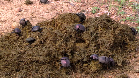 Close-view-of-a-colony-of-dung-beetles-collecting-elephant-dung