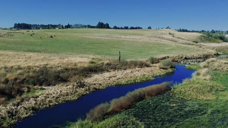 Aerial-view-footage-of-a-swamp-lake-river-with-green-grass-in-a-rural-area-of-south-africa