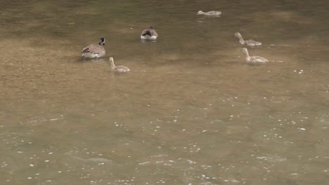 Goslings-and-geese-at-the-Wissahickon-Creek