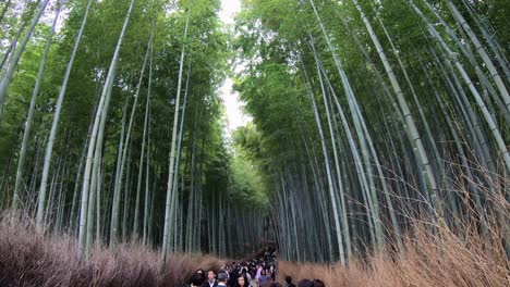 Tilt-up-from-crowds-to-bamboo-forest-treetops,-Arashiyama-Kyoto