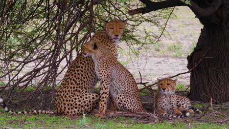 A-Female-Cheetah-With-Two-Cubs-Gets-Up-And-Stretches-Under-The-Tree-In-Botswana---close-up