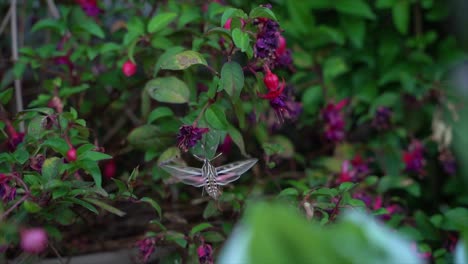 White-lined-hummingbird-moth-collects-nectar-in-slow-motion