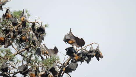 Fruit-Bats-Cleaning-Themselves-While-Upside-Down-In-A-Tree,-SLOW-MOTION