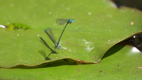Close-up-showing-couple-of-dragonflies-during-pairing-on-water-lilies-in-nature