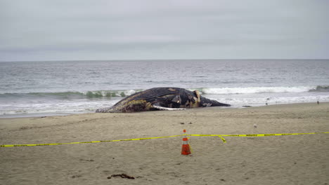 Dead-Whale-Cordoned-Off-with-Caution-Tape-on-Beach
