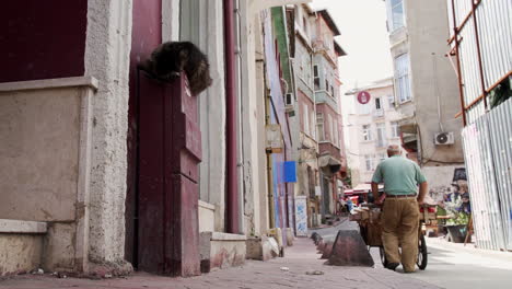 Katze-Schläft-In-Den-Straßen-Von-Istanbul,-Während-Ein-Alter-Mann-Mit-Seinem-Einkaufswagen-Vorbeifährt