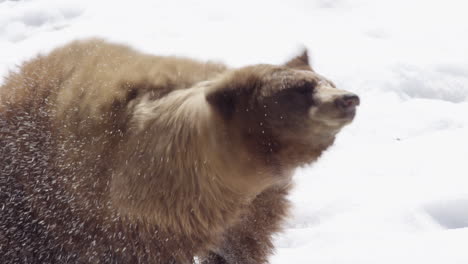 A-brown-bear-shaking-off-in-slow-motion-during-the-winter-months