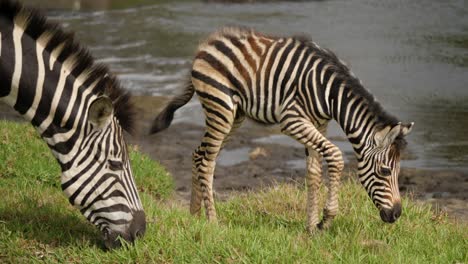 Baby-Zebra-clumsily-falls-down-onto-the-soft-grass-while-mother-grazes-nearby,-Addo-Park,-South-Africa