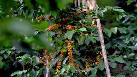Ein-Bündel-Gelber-Catimor-Kaffeebohnen,-Die-Auf-Einem-Baum-Im-Norden-Thailands-Reifen