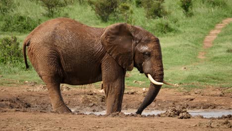 Filmische-Zeitlupenaufnahme-Eines-Afrikanischen-Elefanten,-Der-Am-Rand-Der-Wasserstelle-Steht-Und-Sich-An-Einem-Heißen-Tag-Mit-Schlammigem-Wasser-Besprüht,-Um-Sich-Abzukühlen
