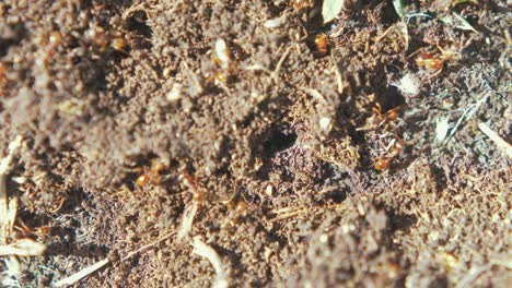Ants-colony-moving-around-fast-tunneling-into-soil