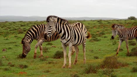 Zebras-walk-through-herd-and-reunite-with-family-in-slow-motion