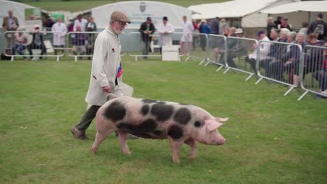 Old-Man-Pig-Owner-And-Its-Healthy-Spotted-Pig-Pet-At-Royal-Cornwall-Show-2019-In-Wadebridge,-United-Kingdom---Medium-Shot