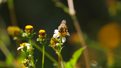 African-Honey-Bee-pollinates-small-white-flower-and-flies-away,-close-up