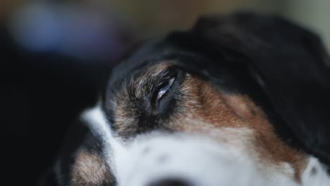 Auge-Eines-Großen-Schlafenden-Hundes-Zuckt