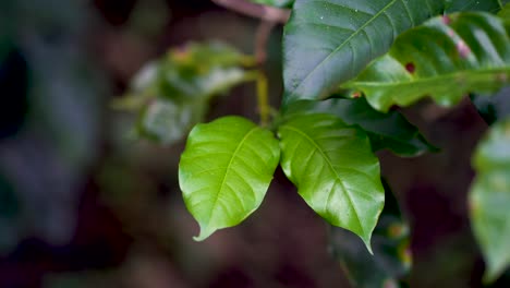 Close-up-shot-of-green-coffee-bean-plants-of-Arabica-Tree-during-daytime-in-Thailand