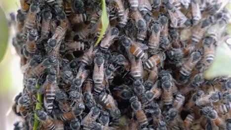 Super-Close-Shot-of-a-Bee-Colony-Swarming-Over-a-Honeycomb-Structure