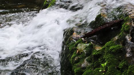 A-long-skinny-piece-of-driftwood-lays-parallel-to-a-small-waterfall-cascade,-as-the-water-empties-into-a-large-pool