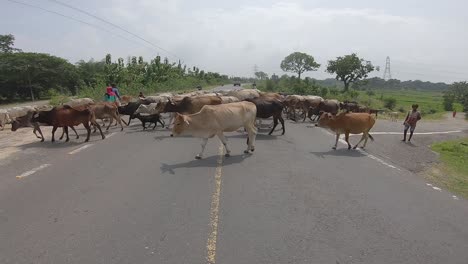 Vacas-Cruzando-La-Carretera-Principal-Bloqueando-El-Tráfico-En-La-Carretera