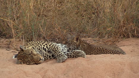 A-tender-moment-as-leopard-cubs-are-suckling-from-their-mother-in-the-African-wilderness