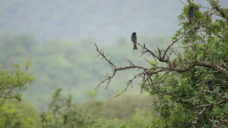 Alert-Fork-Tailed-Drongo-birds-sit-calmly-perched-on-dry-tree-branches