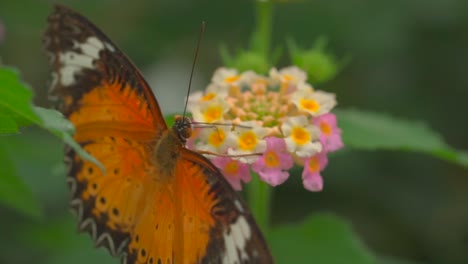 Makroansicht-Eines-Monarchfalters,-Der-Sich-An-Einer-Blühenden-Blume-Im-Botanikwald-Festhält