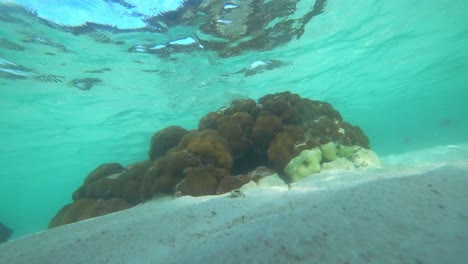 Proteced-coral-reef-seen-in-Cancun-Mexico