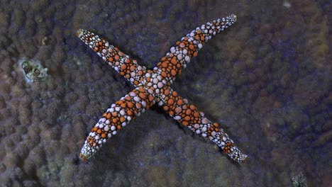 Wide-angel-shot-of-orange-sea-star-on-coral-reef
