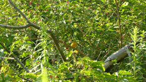 A-yellow-bird-sitting-on-a-branch-surrounded-by-green-vegetation-with-red-berries-on-a-sunny-day,-static-shot