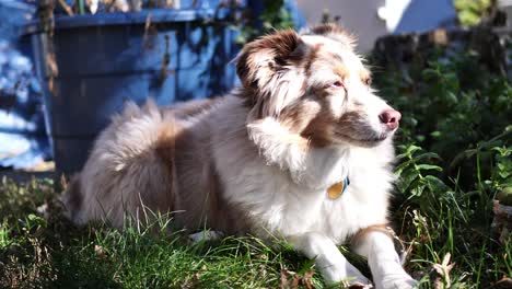 Mini-Australian-Shephard-dog-laying-in-the-grass-and-relaxing,-then-getting-up-and-walking-towards-the-camera-when-he-is-called