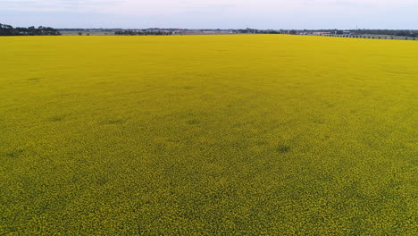 Aerial-view-of-canola-field-at-sunset