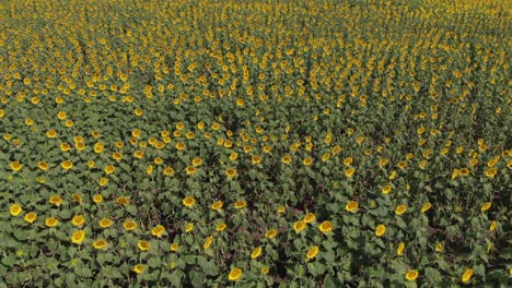 Drone-shot-of-sunflowers-to-the-wind-in-an-immense-prairie-in-the-Argentinean-countryside